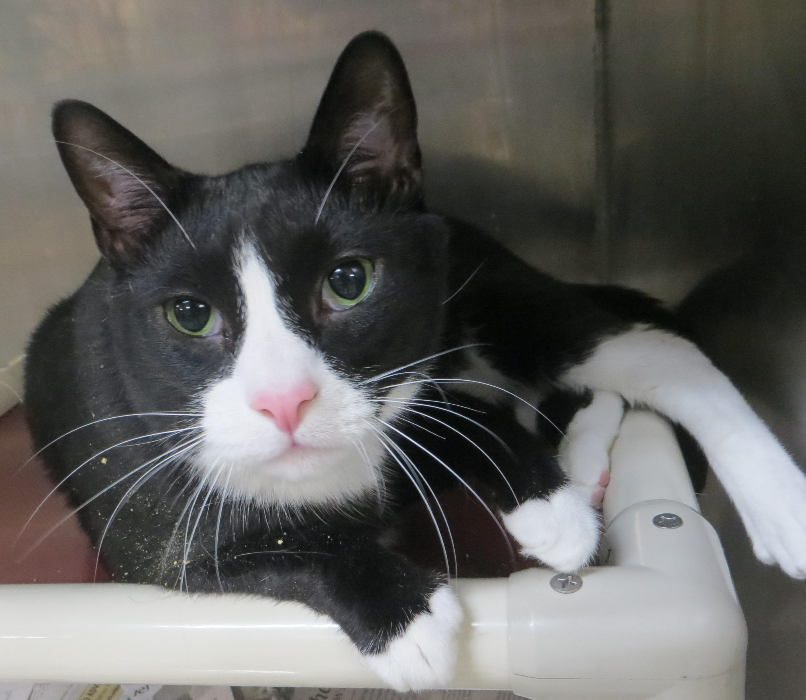 OREO, a Adoptable Tuxedo in Taunton, MA image 5/6