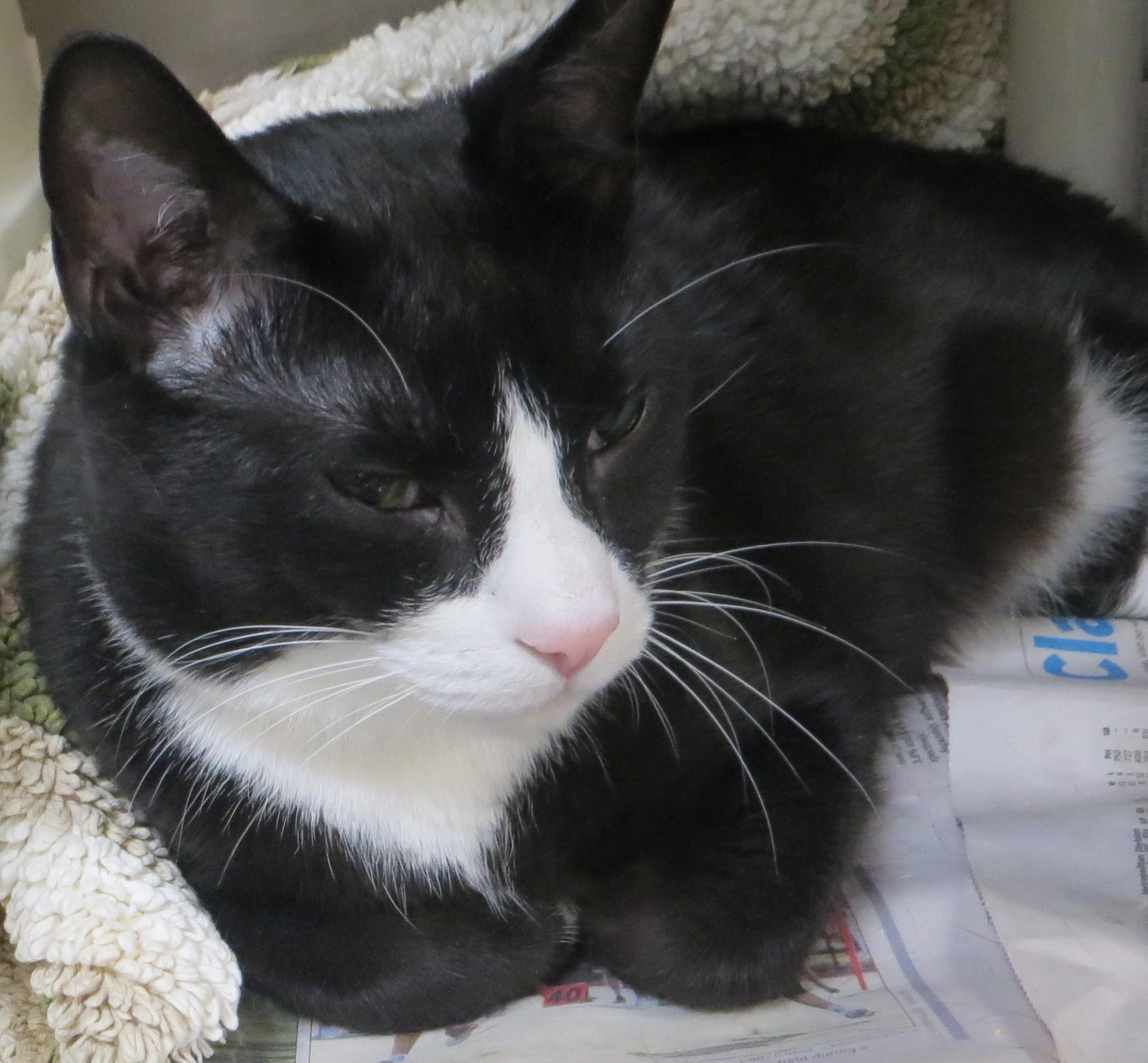 OREO, a Adoptable Tuxedo in Taunton, MA image 6/6