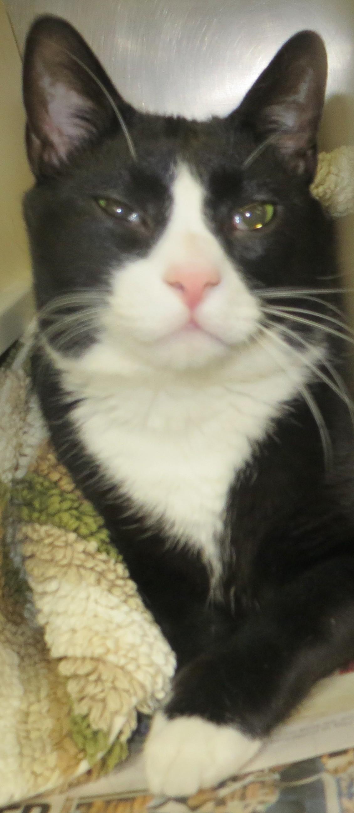 OREO, a Adoptable Tuxedo in Taunton, MA image 3/6