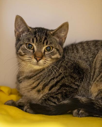 Bobbie, Adoptable, Kitten Female Domestic Short Hair & Domestic Short Hair.