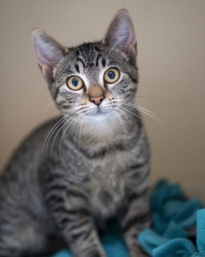 Enlarge Bobbie, a Adoptable mixed breed in Pequot Lakes, MN image 2/2