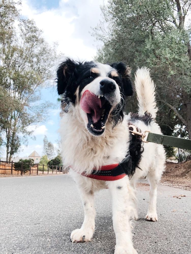 Milton, Adoptable, Adult Male Mixed Breed.