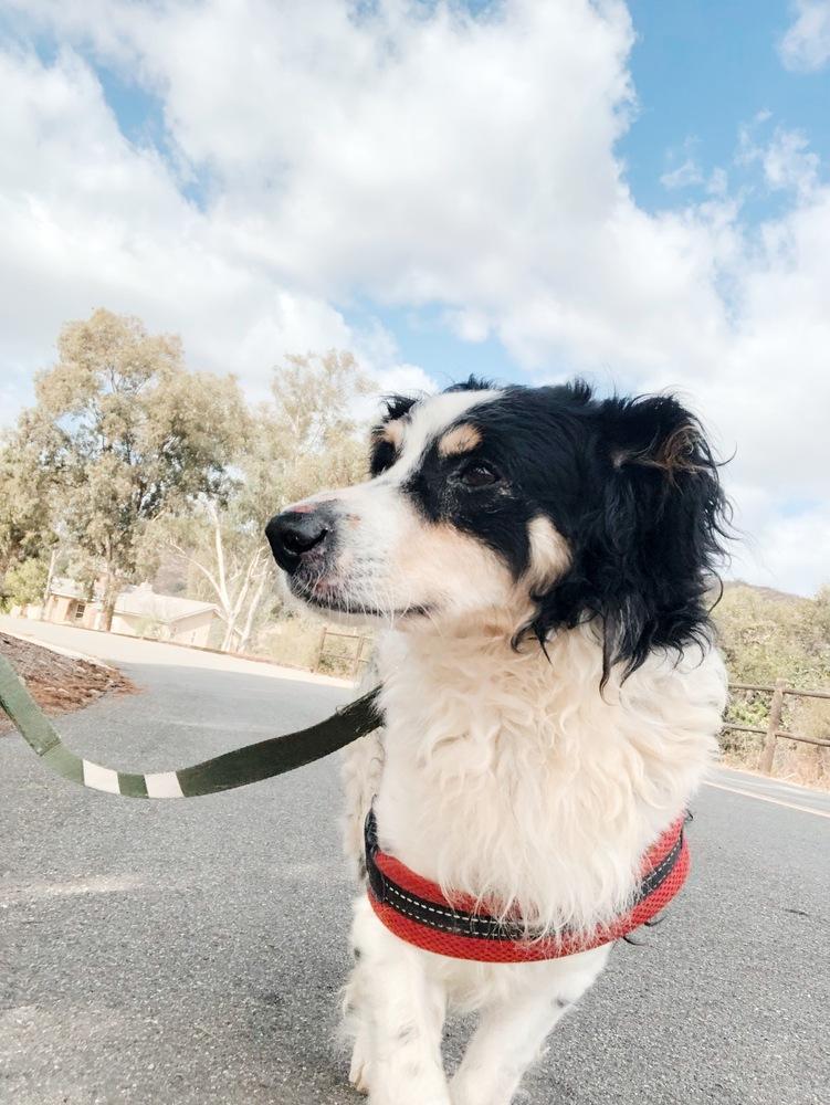 Enlarge Milton, a Adoptable mixed breed in San Diego, CA image 2/6