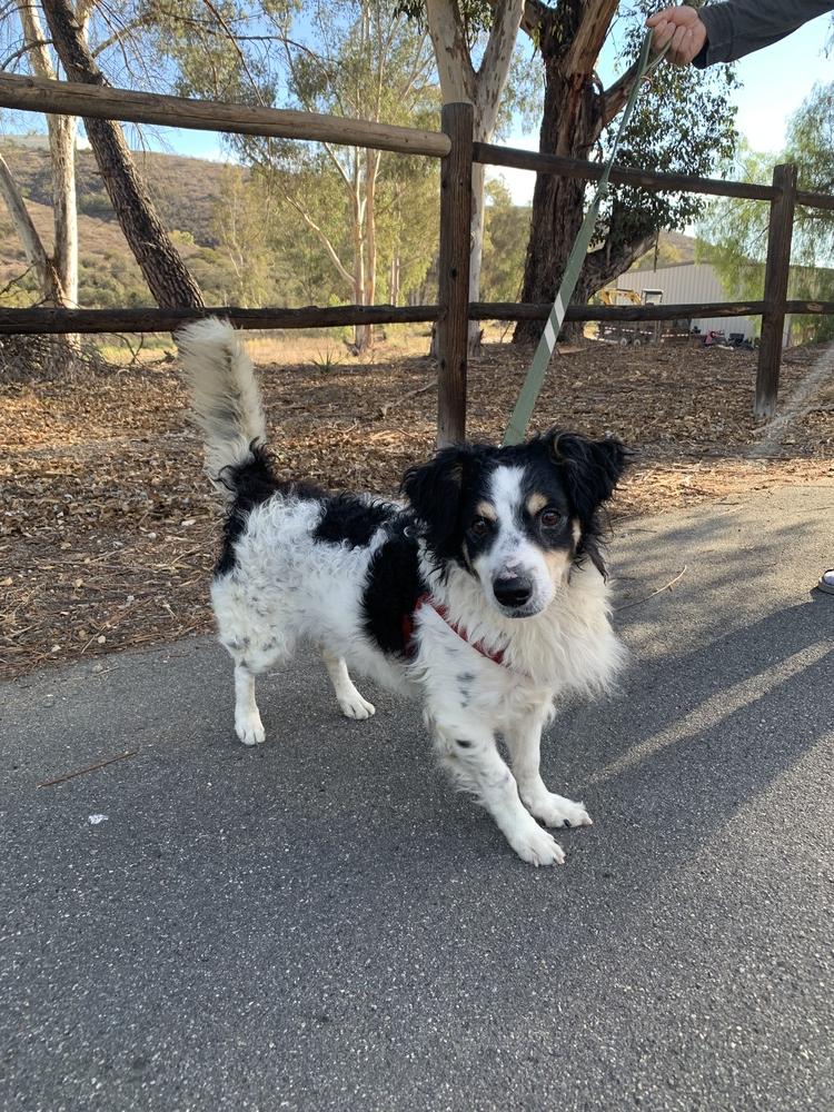 Enlarge Milton, a Adoptable mixed breed in San Diego, CA image 3/6