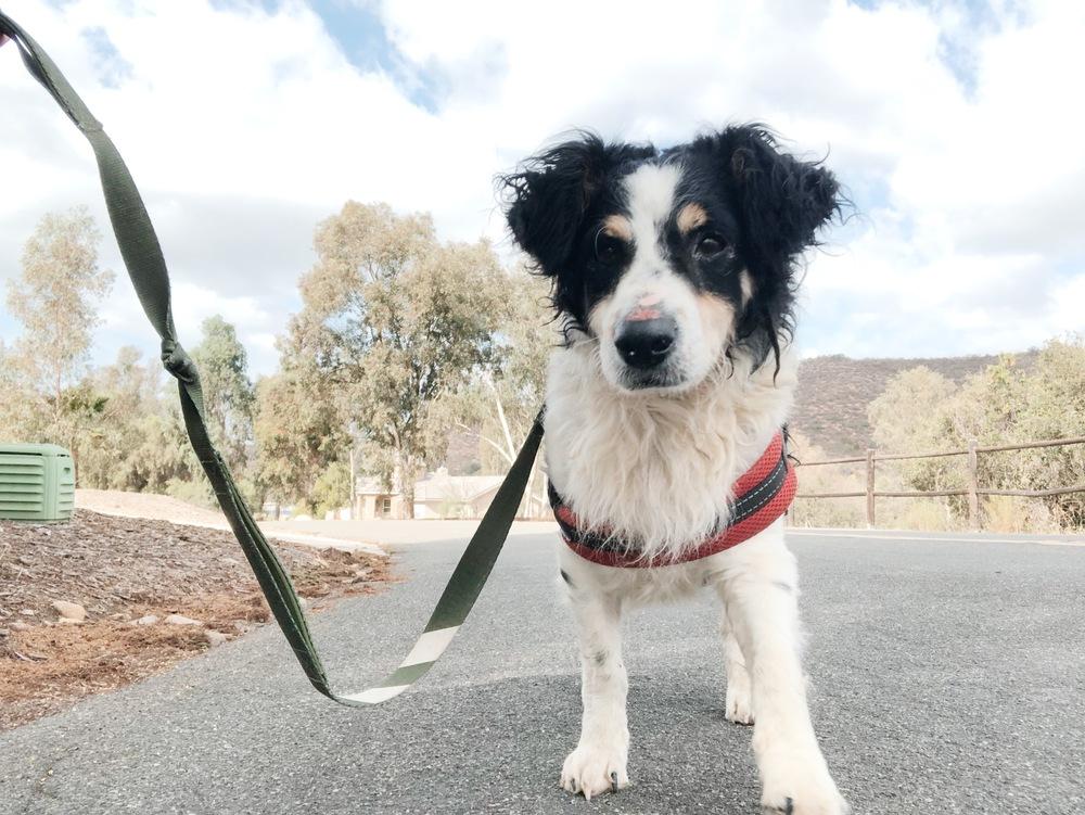 Enlarge Milton, a Adoptable mixed breed in San Diego, CA image 5/6