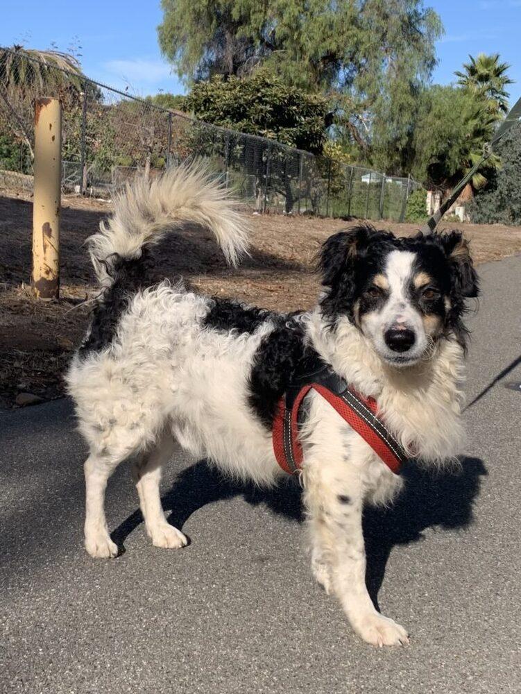 Enlarge Milton, a Adoptable mixed breed in San Diego, CA image 6/6