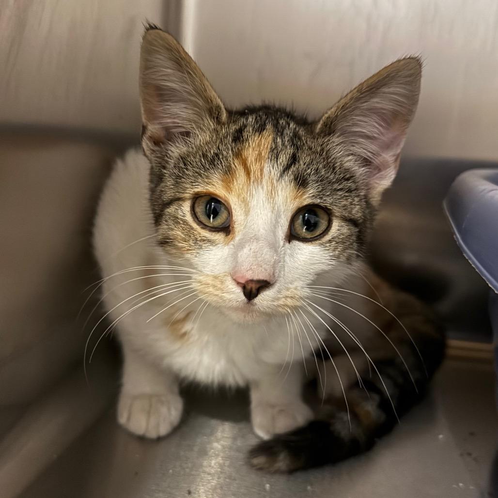 Dove, Adoptable, Kitten Female Domestic Short Hair.