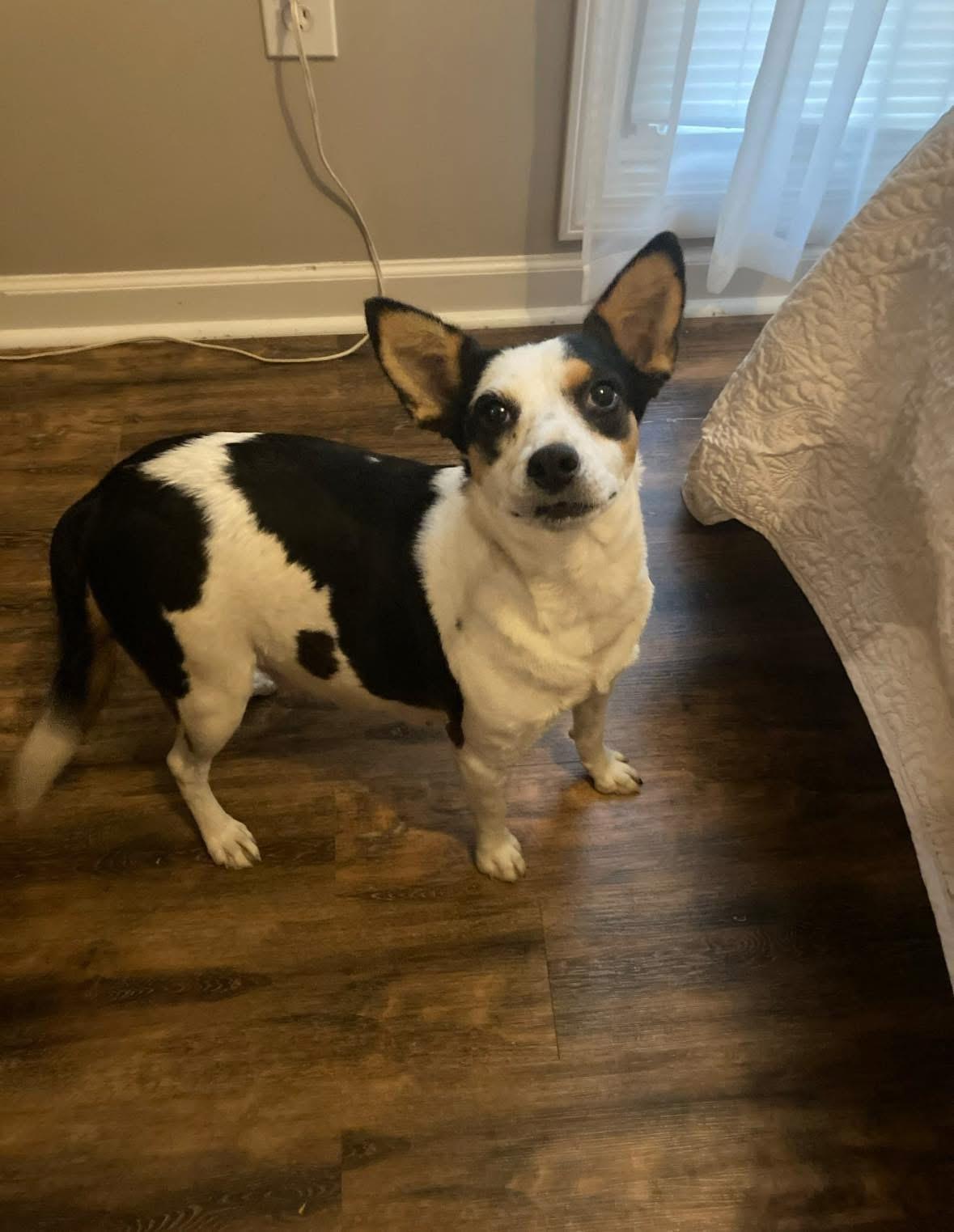 Enlarge Mimzee, a Adoptable mixed breed in Louisville, KY image 1/1