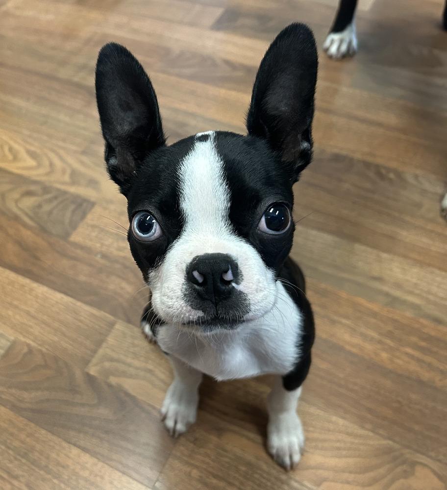 Demi Dawn Hayes-4915 Knoxville, TN, Adoptable, Puppy Female Boston Terrier & French Bulldog.