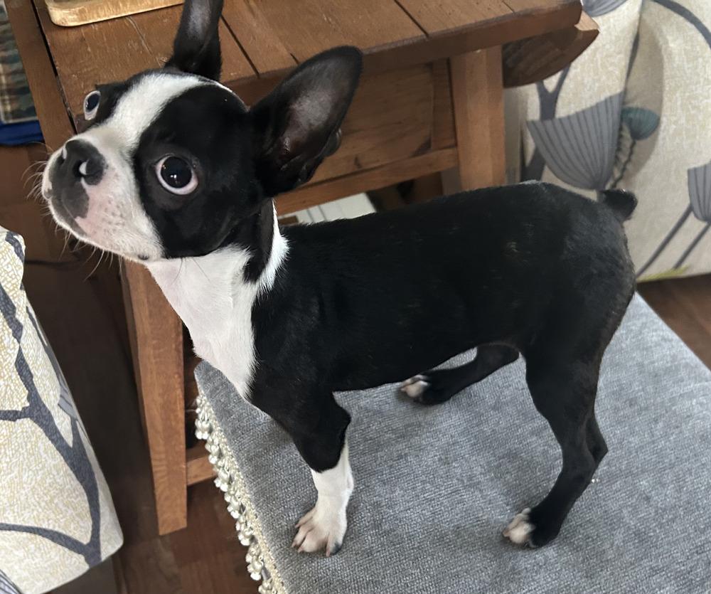 Enlarge Demi Dawn Hayes-4915 Knoxville, TN, a Adoptable mixed breed in Maryville, TN image 2/6