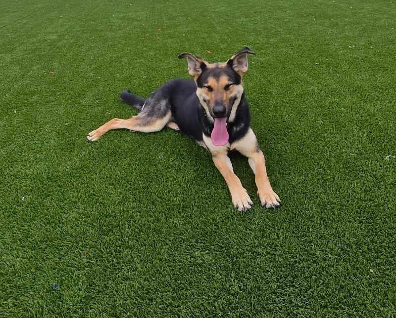 Enlarge Lydia, a Adoptable German Shepherd Dog in Jackson, TN image 1/2