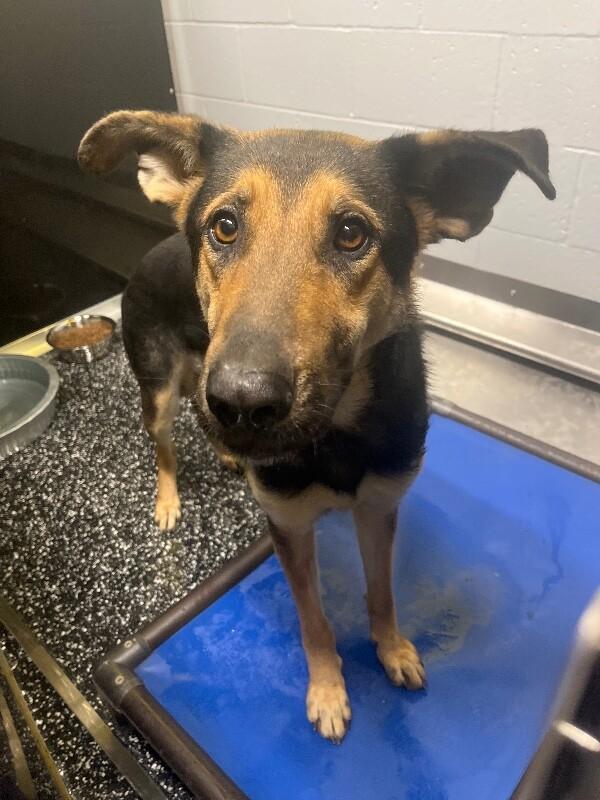 Enlarge Lydia, a Adoptable German Shepherd Dog in Jackson, TN image 2/2