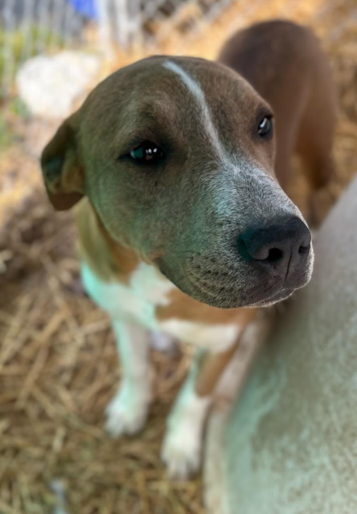 Flamingo, Adoptable, Puppy Male Mixed Breed.