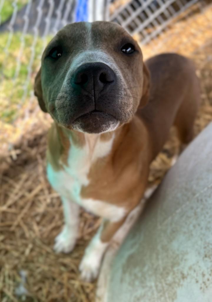 Enlarge Flamingo, a Adoptable Mixed Breed in Manchester, TN image 3/3