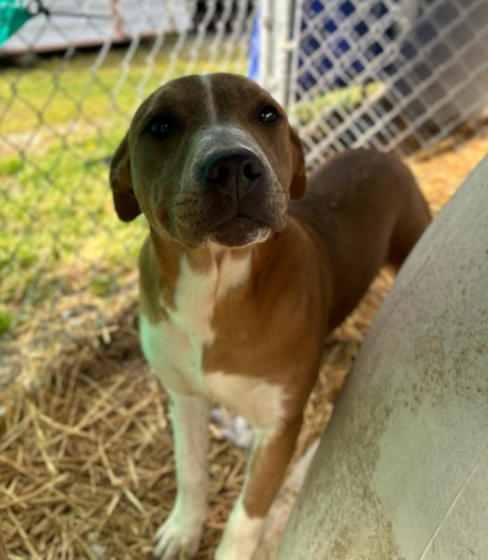 Enlarge Flamingo, a Adoptable Mixed Breed in Manchester, TN image 2/3