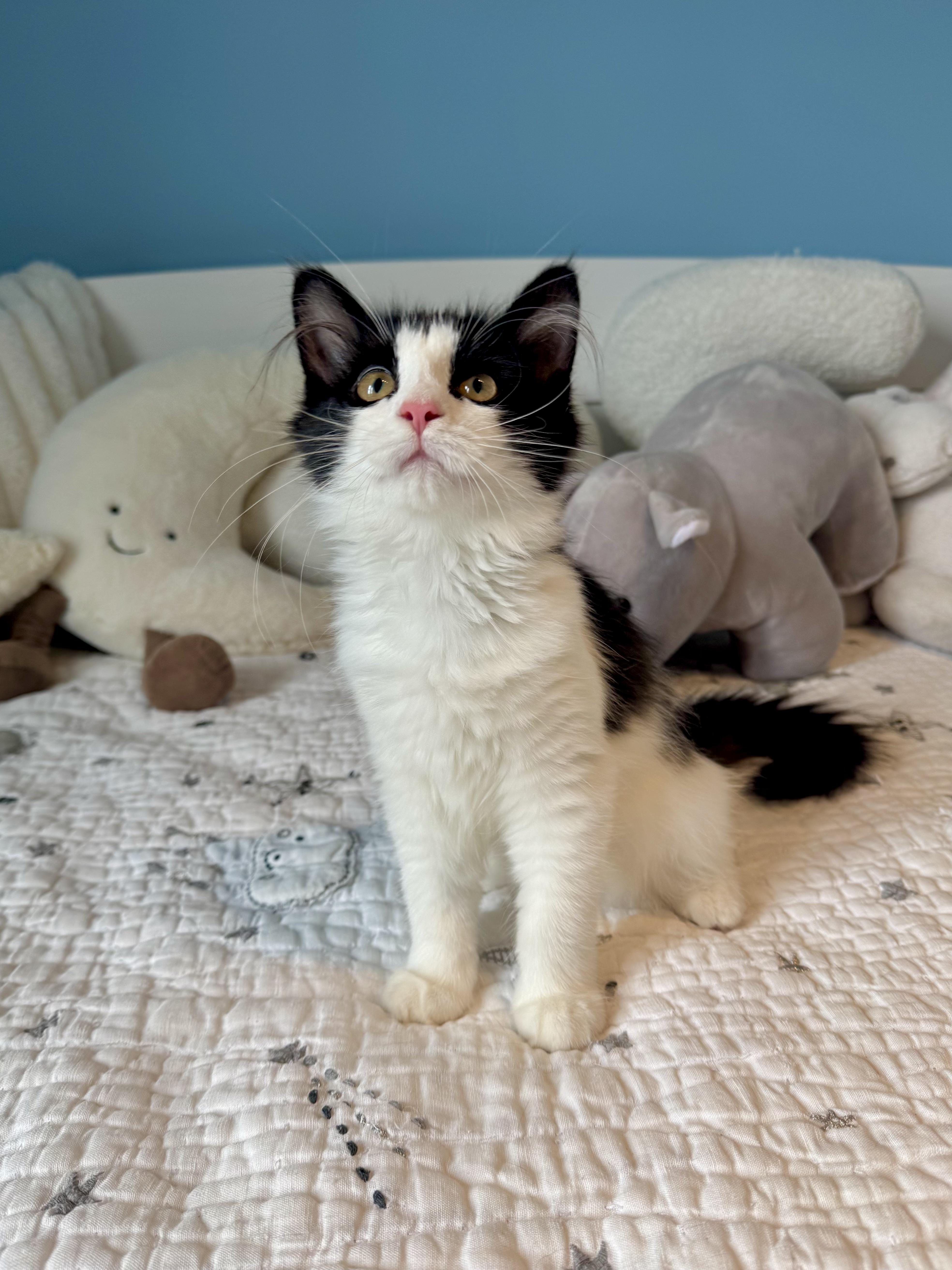 Sydney, a ADOPTABLE Domestic Long Hair in Ramsey, NJ image 1/6