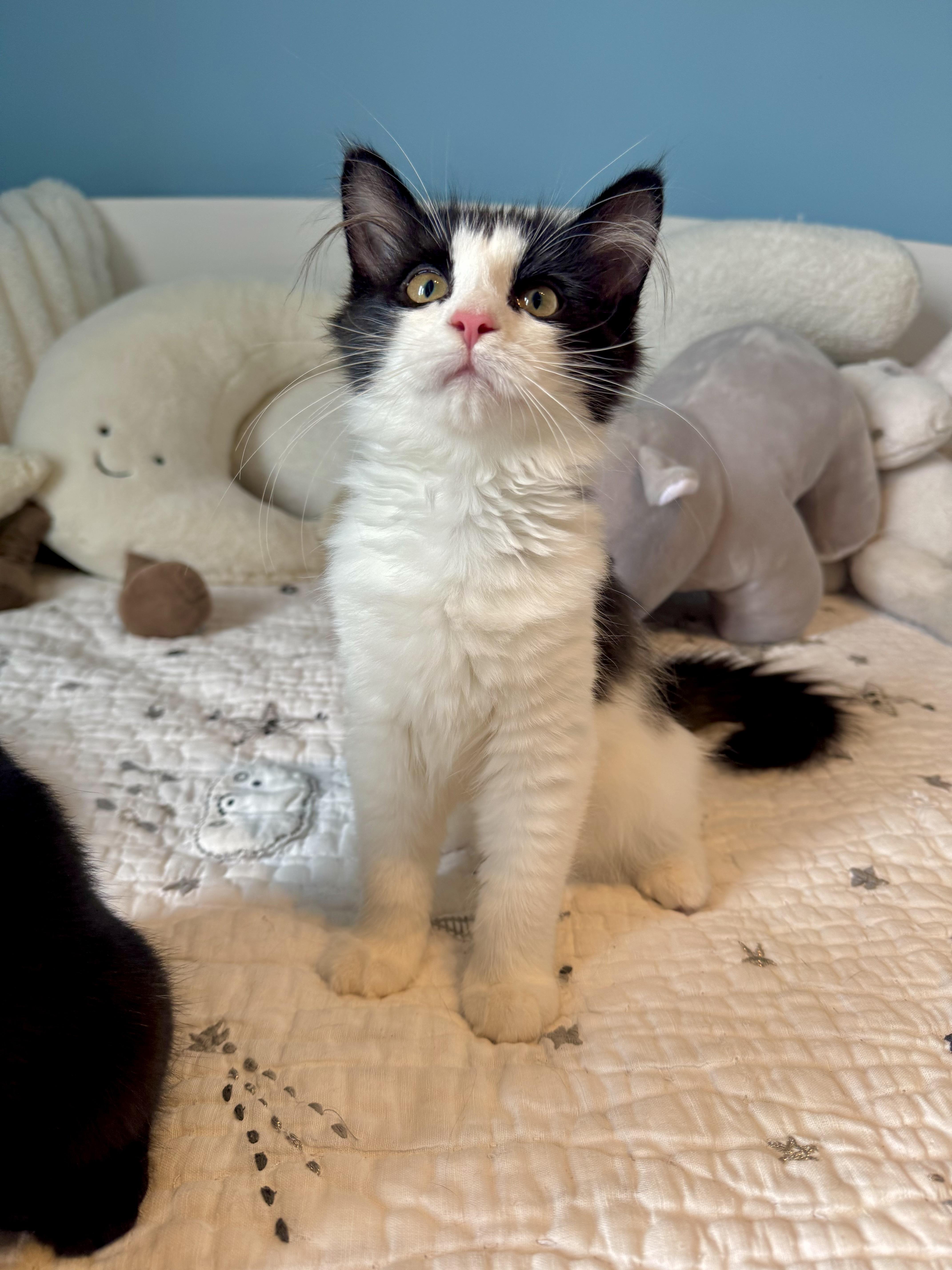 Sydney, a ADOPTABLE Domestic Long Hair in Ramsey, NJ image 5/6