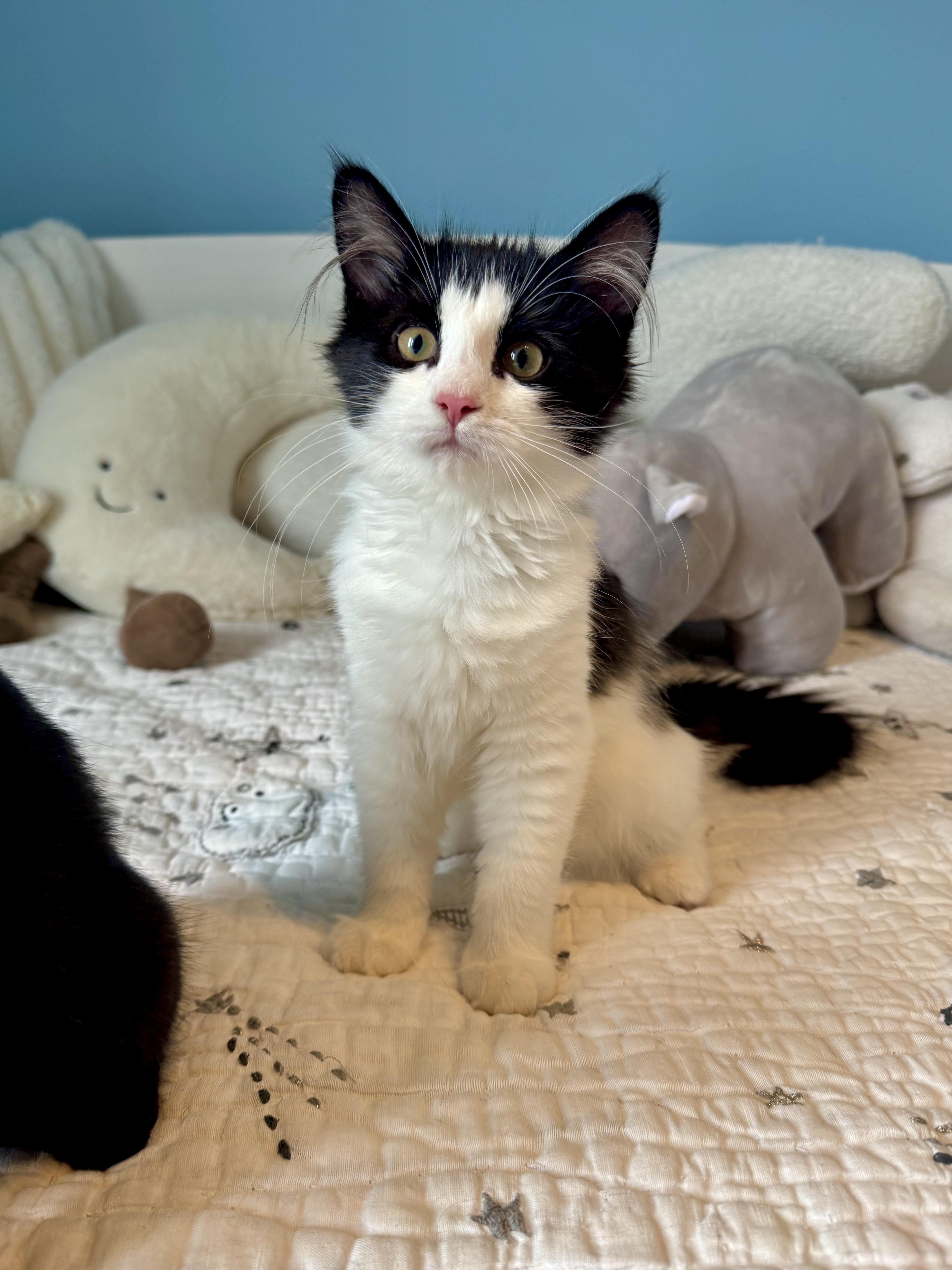 Sydney, a ADOPTABLE Domestic Long Hair in Ramsey, NJ image 3/6