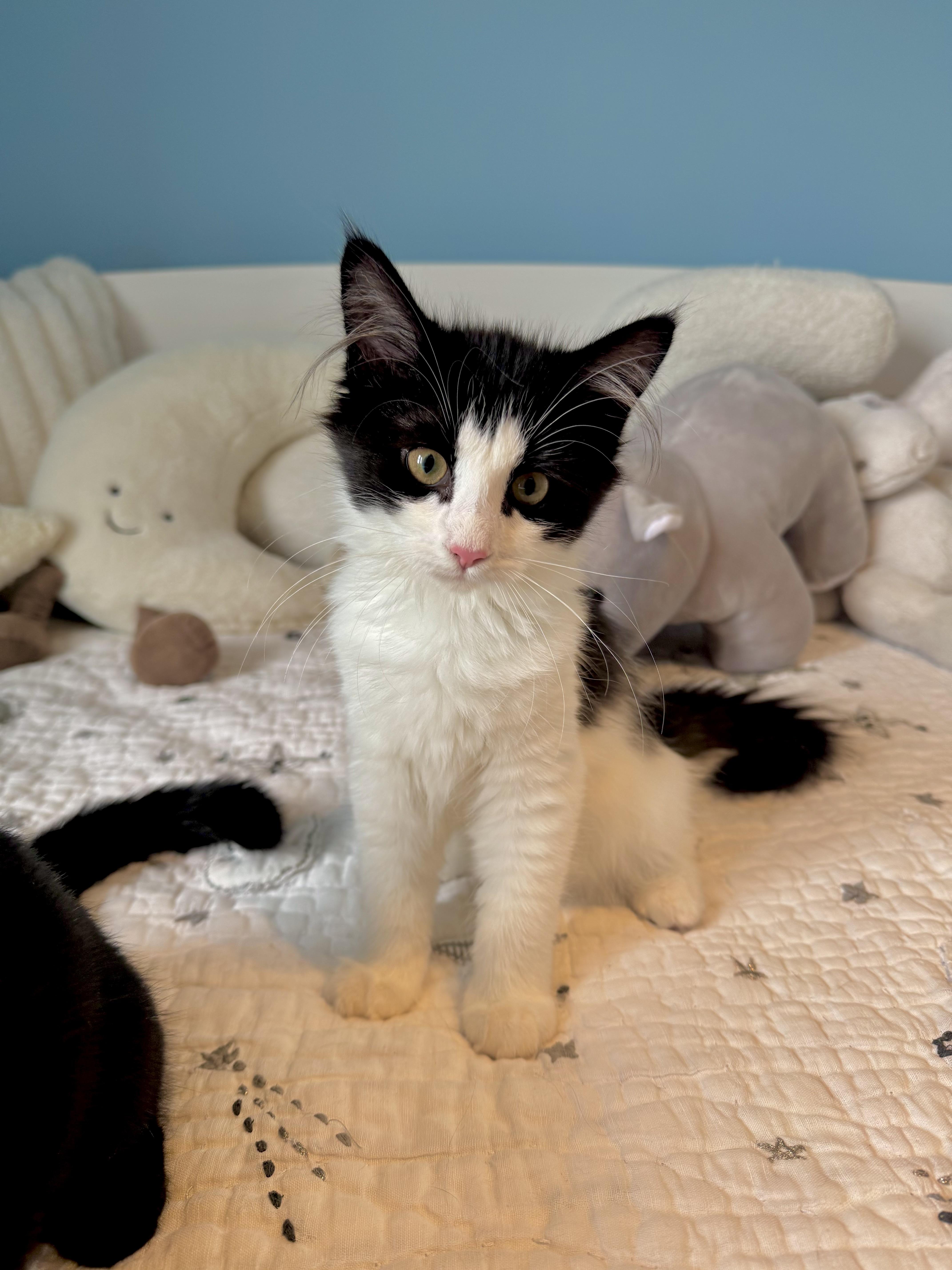 Sydney, a ADOPTABLE Domestic Long Hair in Ramsey, NJ image 2/6