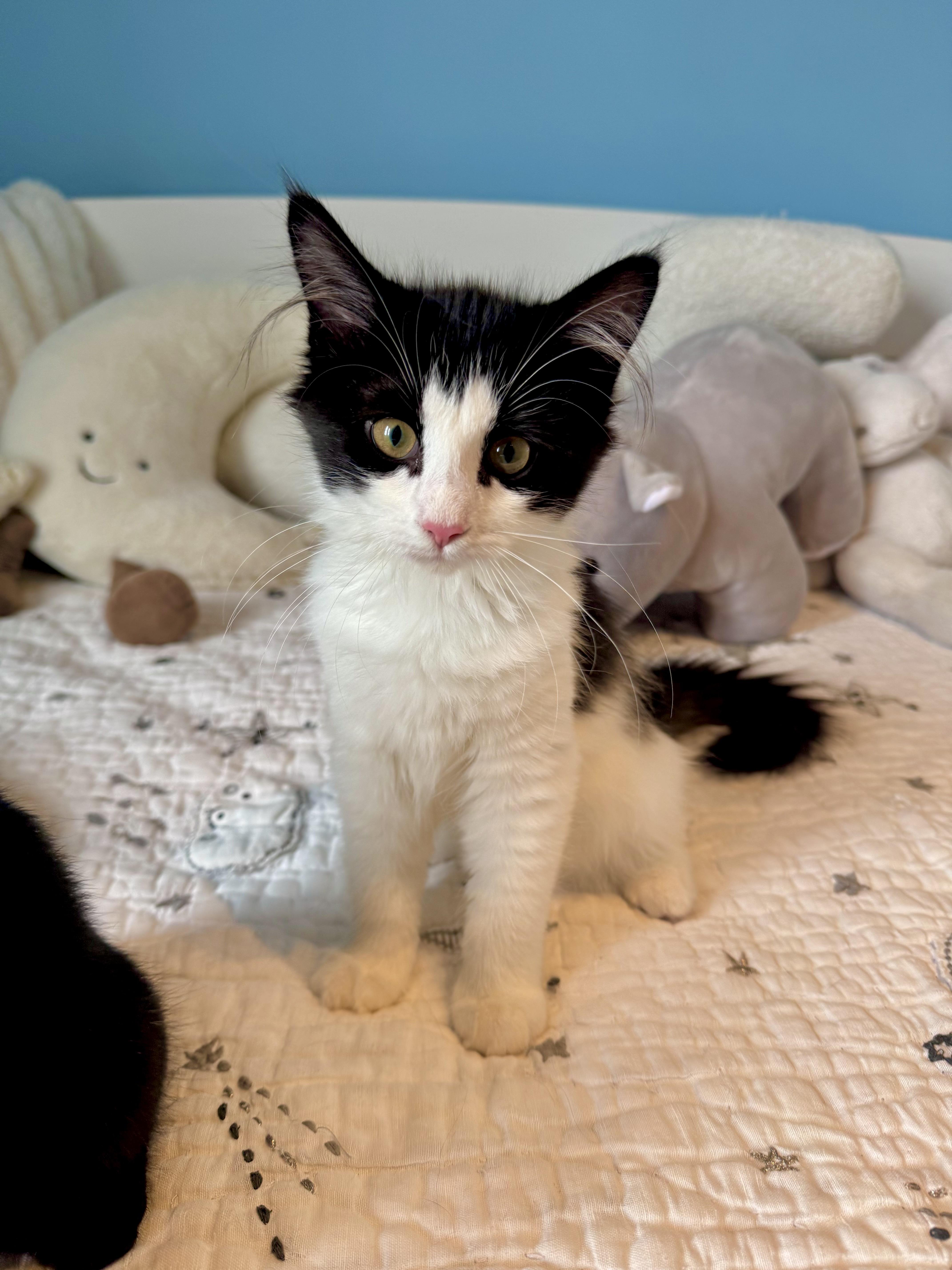 Sydney, a ADOPTABLE Domestic Long Hair in Ramsey, NJ image 6/6