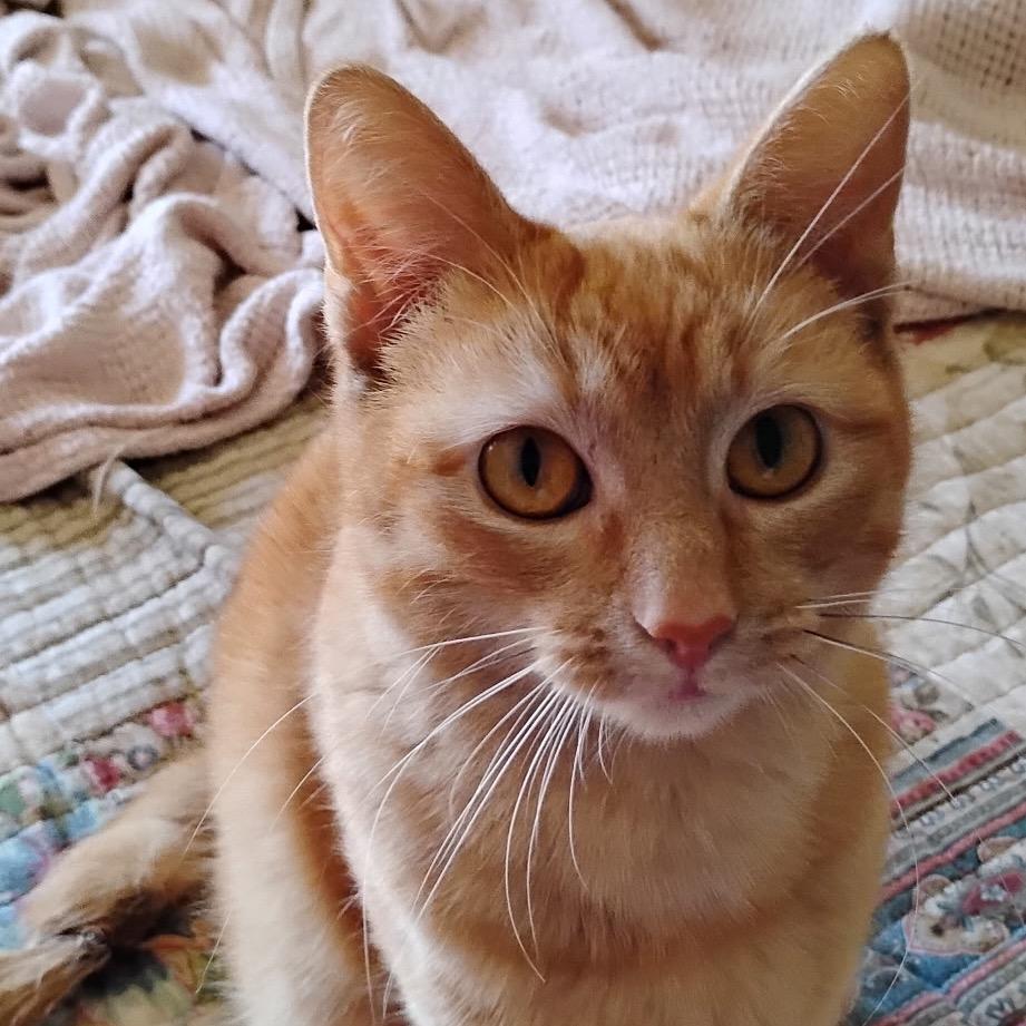 Enlarge Cassidy, a Adoptable Domestic Short Hair in Boerne, TX image 1/5