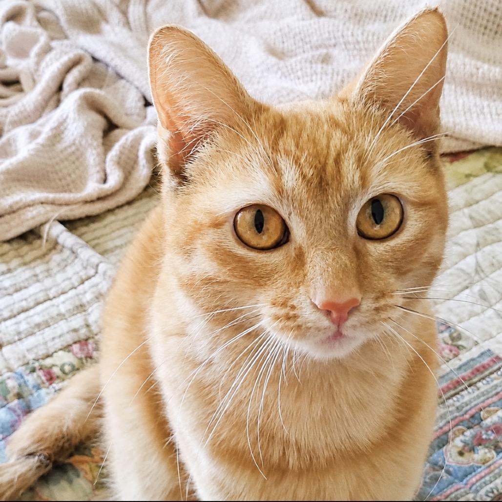 Cassidy, Adoptable, Young Female Domestic Short Hair.