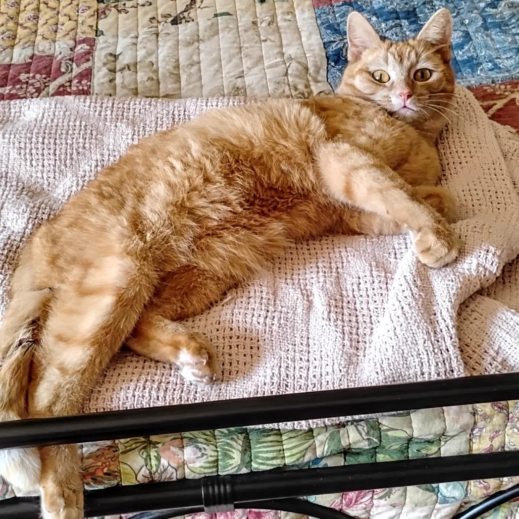 Enlarge Cassidy, a Adoptable Domestic Short Hair in Boerne, TX image 2/5