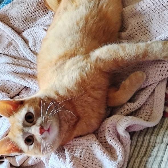 Enlarge Cassidy, a Adoptable Domestic Short Hair in Boerne, TX image 3/5