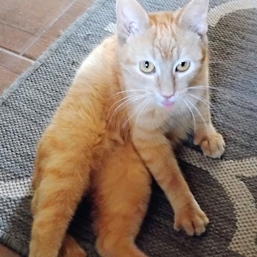 Enlarge Cassidy, a Adoptable Domestic Short Hair in Boerne, TX image 4/5