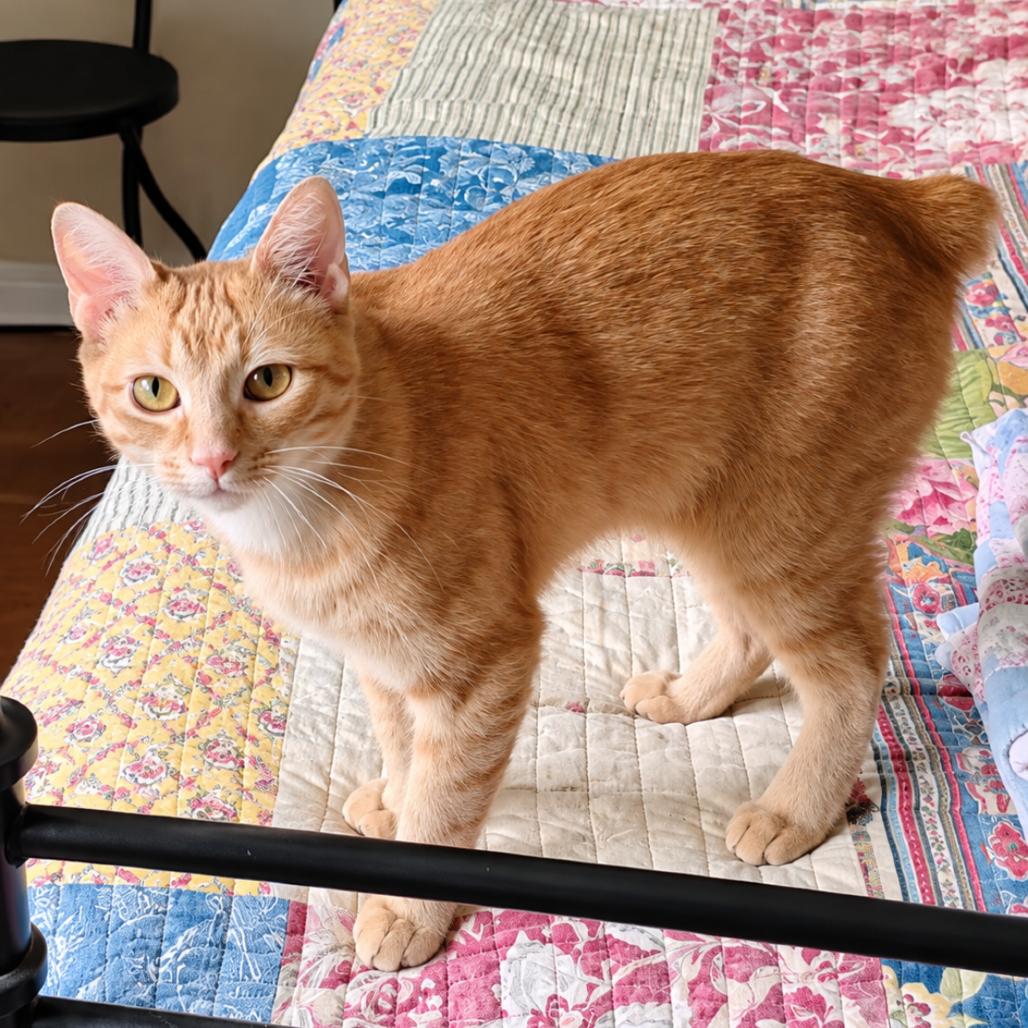 Enlarge Cassidy, a Adoptable Domestic Short Hair in Boerne, TX image 4/6