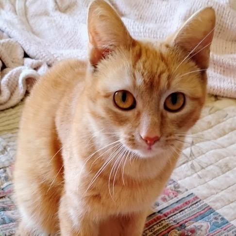 Enlarge Cassidy, a Adoptable Domestic Short Hair in Boerne, TX image 5/5