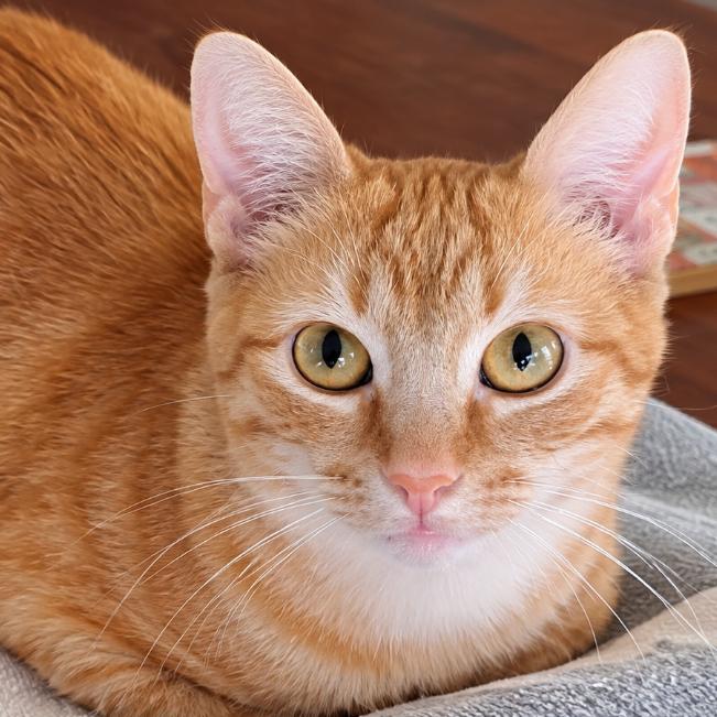 Enlarge Cassidy, a Adoptable Domestic Short Hair in Boerne, TX image 6/6