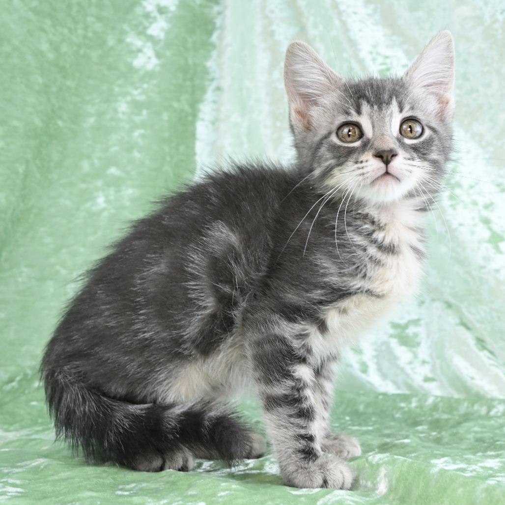 Destiny, Adoptable, Kitten Female Domestic Short Hair.
