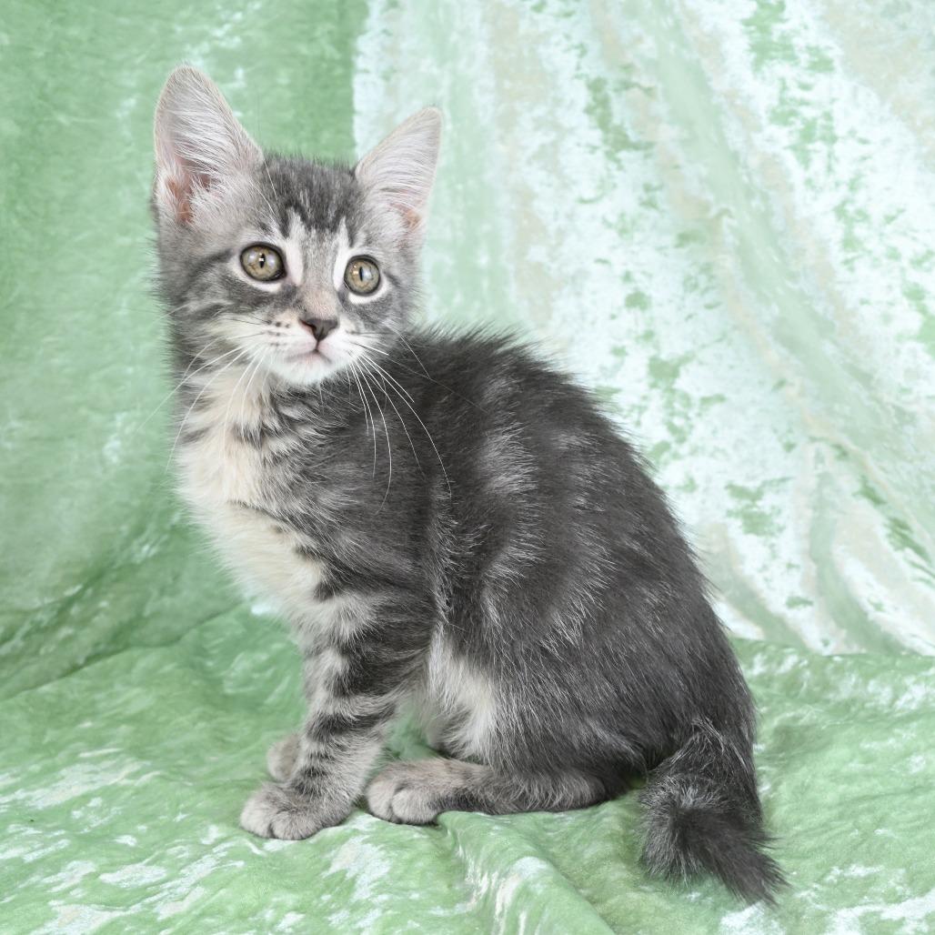 Enlarge Destiny, a Adoptable Domestic Short Hair in Mobile, AL image 2/6