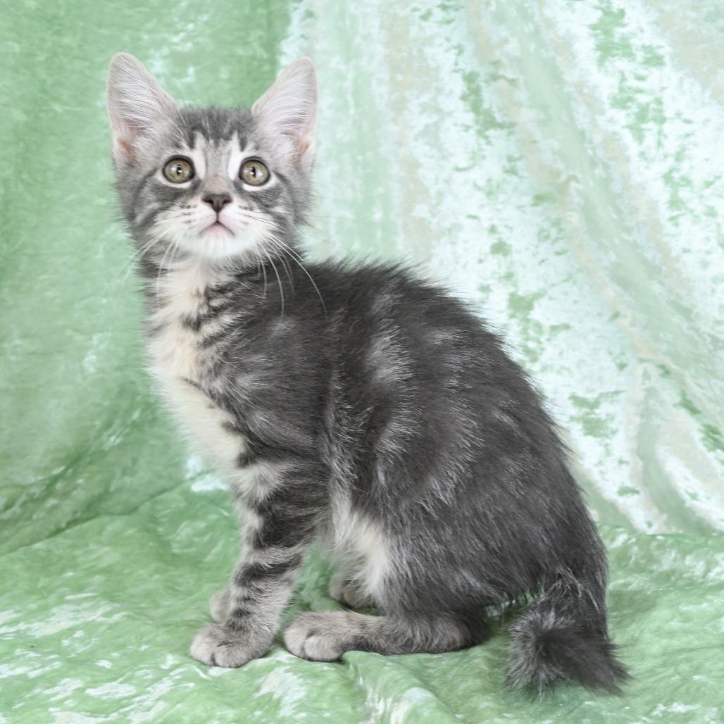 Enlarge Destiny, a Adoptable Domestic Short Hair in Mobile, AL image 3/6