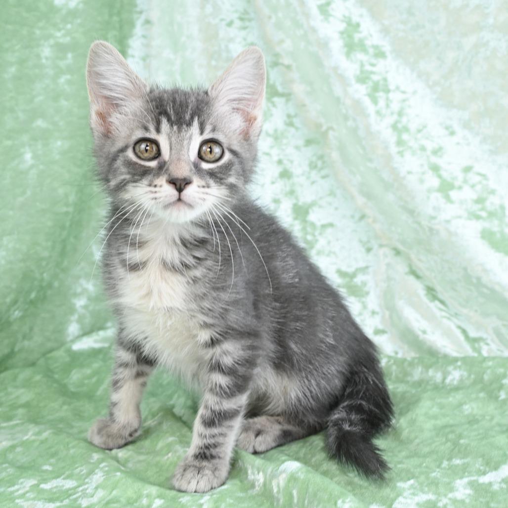 Enlarge Destiny, a Adoptable Domestic Short Hair in Mobile, AL image 4/6