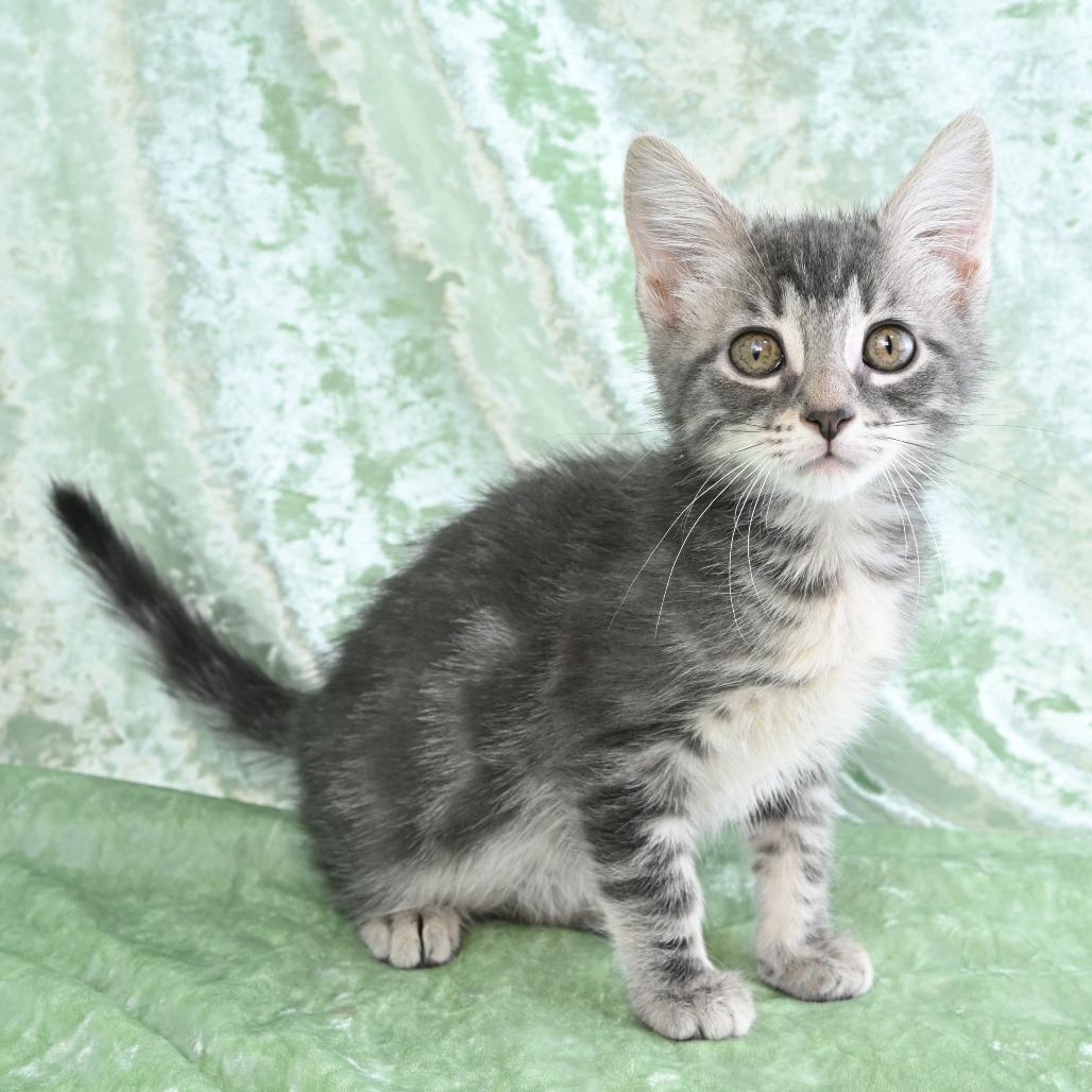 Enlarge Destiny, a Adoptable Domestic Short Hair in Mobile, AL image 5/6