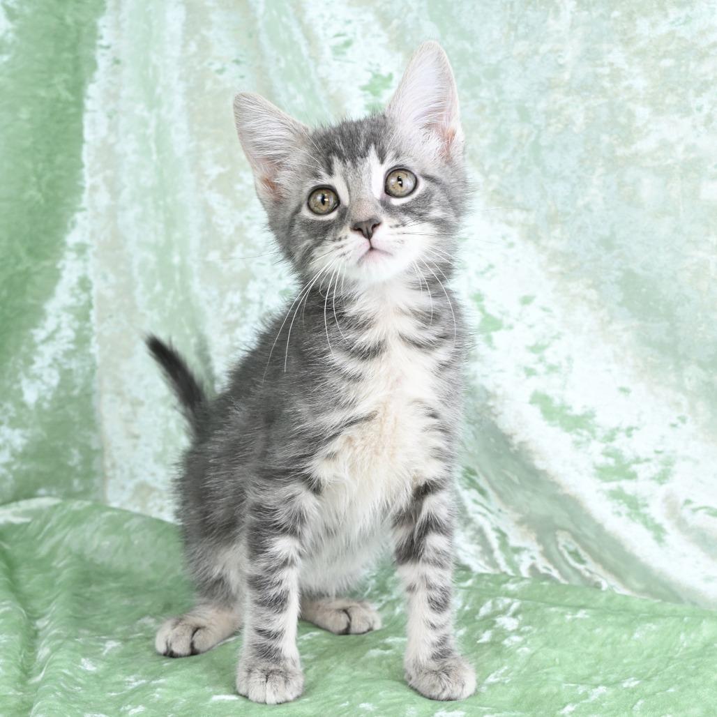 Enlarge Destiny, a Adoptable Domestic Short Hair in Mobile, AL image 6/6