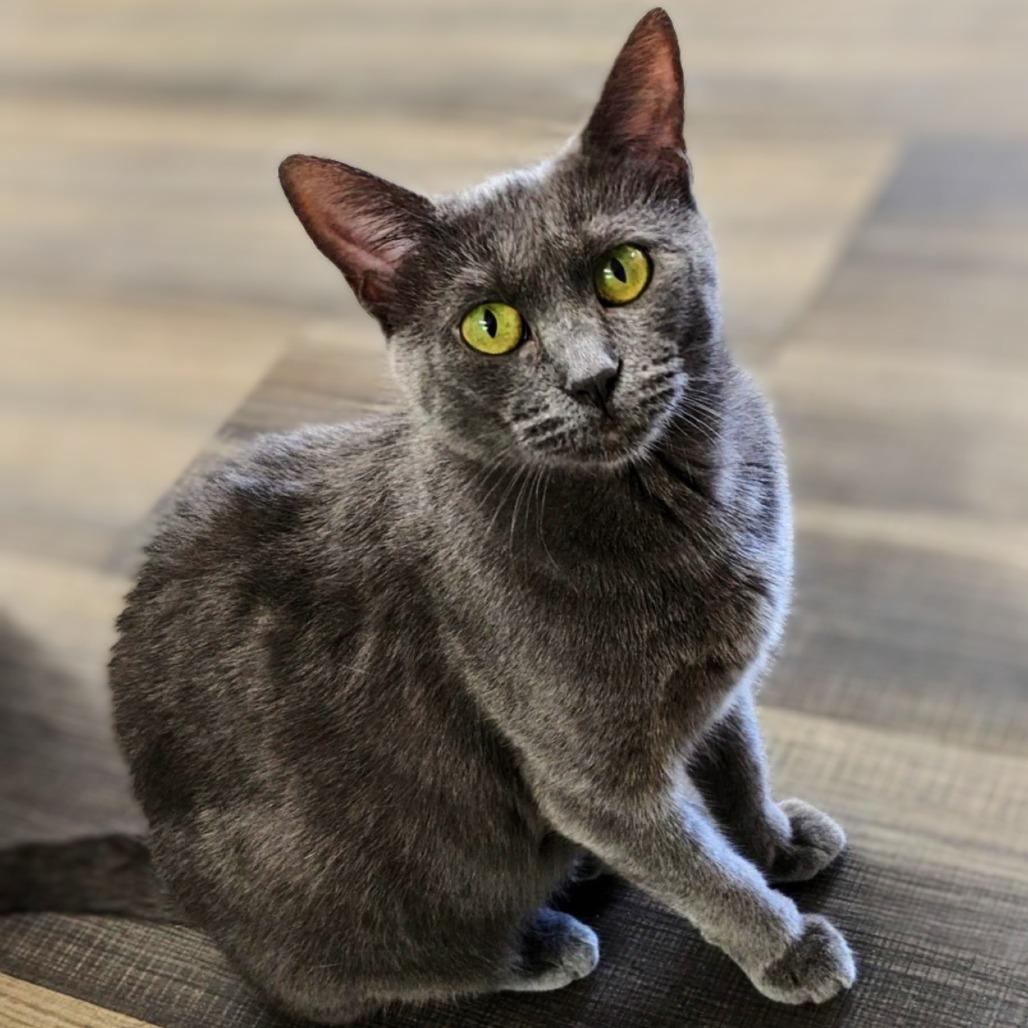 Stanzi, Adoptable, Young Female Domestic Short Hair.