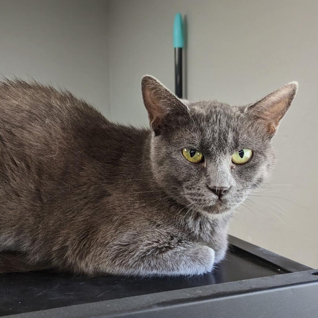 Enlarge Stanze, a Adoptable Domestic Short Hair in Garfield, AR image 1/1