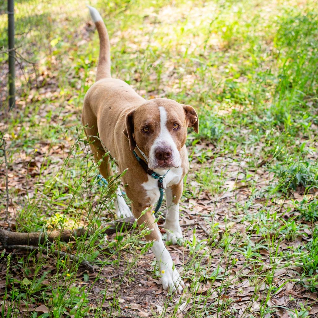Sammy, Adoptable, Adult Male Labrador Retriever & Mastiff.