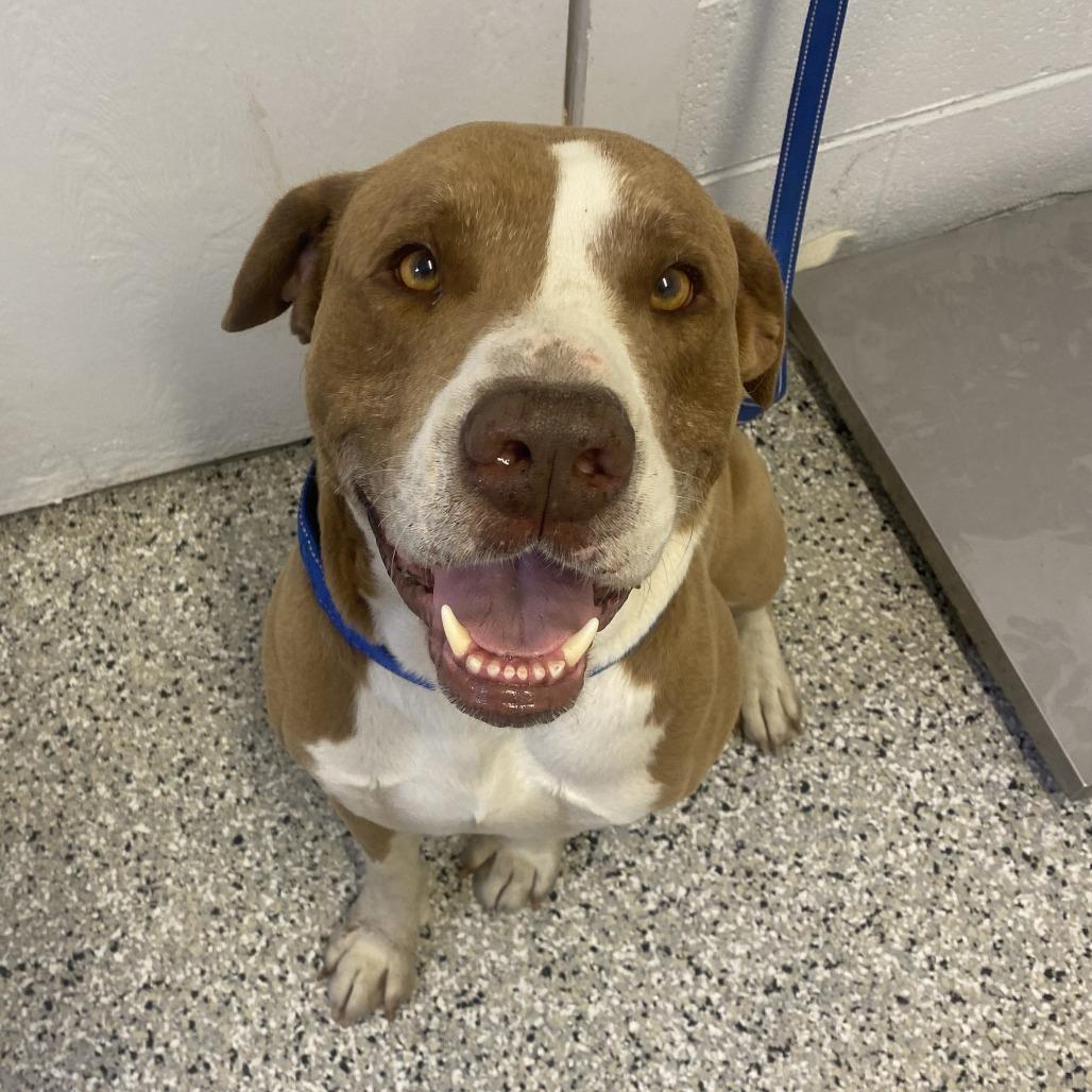 Enlarge Sammy, a Adoptable mixed breed in Hattiesburg, MS image 2/4