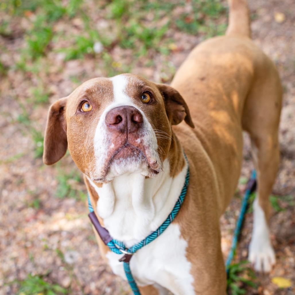 Enlarge Sammy, a Adoptable mixed breed in Hattiesburg, MS image 3/4