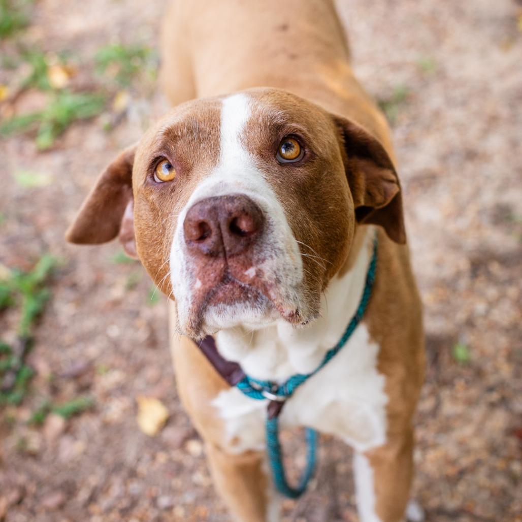 Enlarge Sammy, a Adoptable mixed breed in Hattiesburg, MS image 4/4