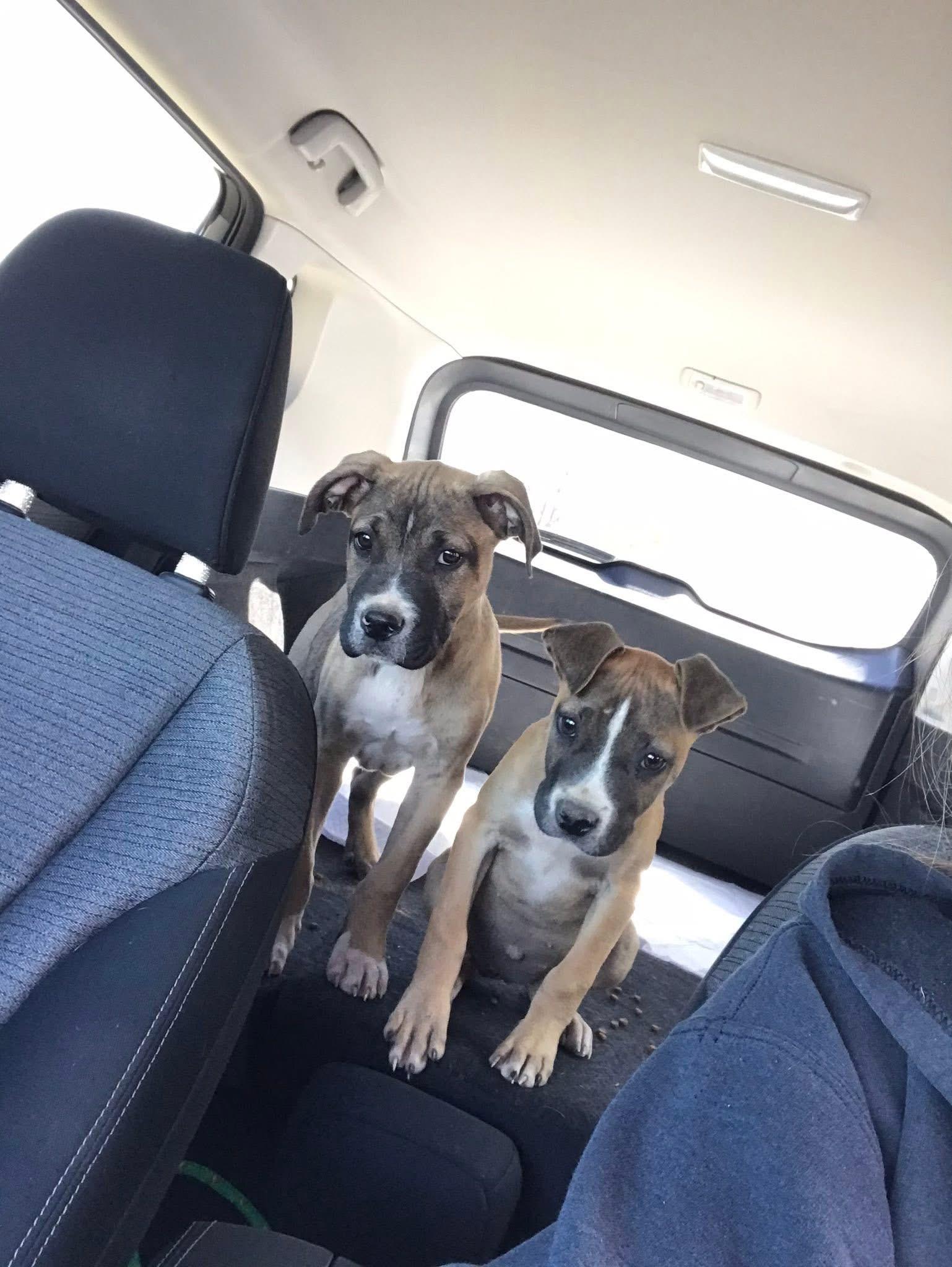 Enlarge Bo and Bella, an adopted mixed breed in Allen, TX image 4/5