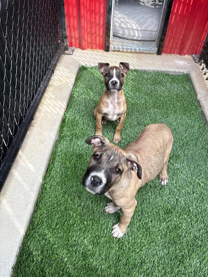 Bo and Bella, adopted, Puppy Male American Staffordshire Terrier & American Bulldog.