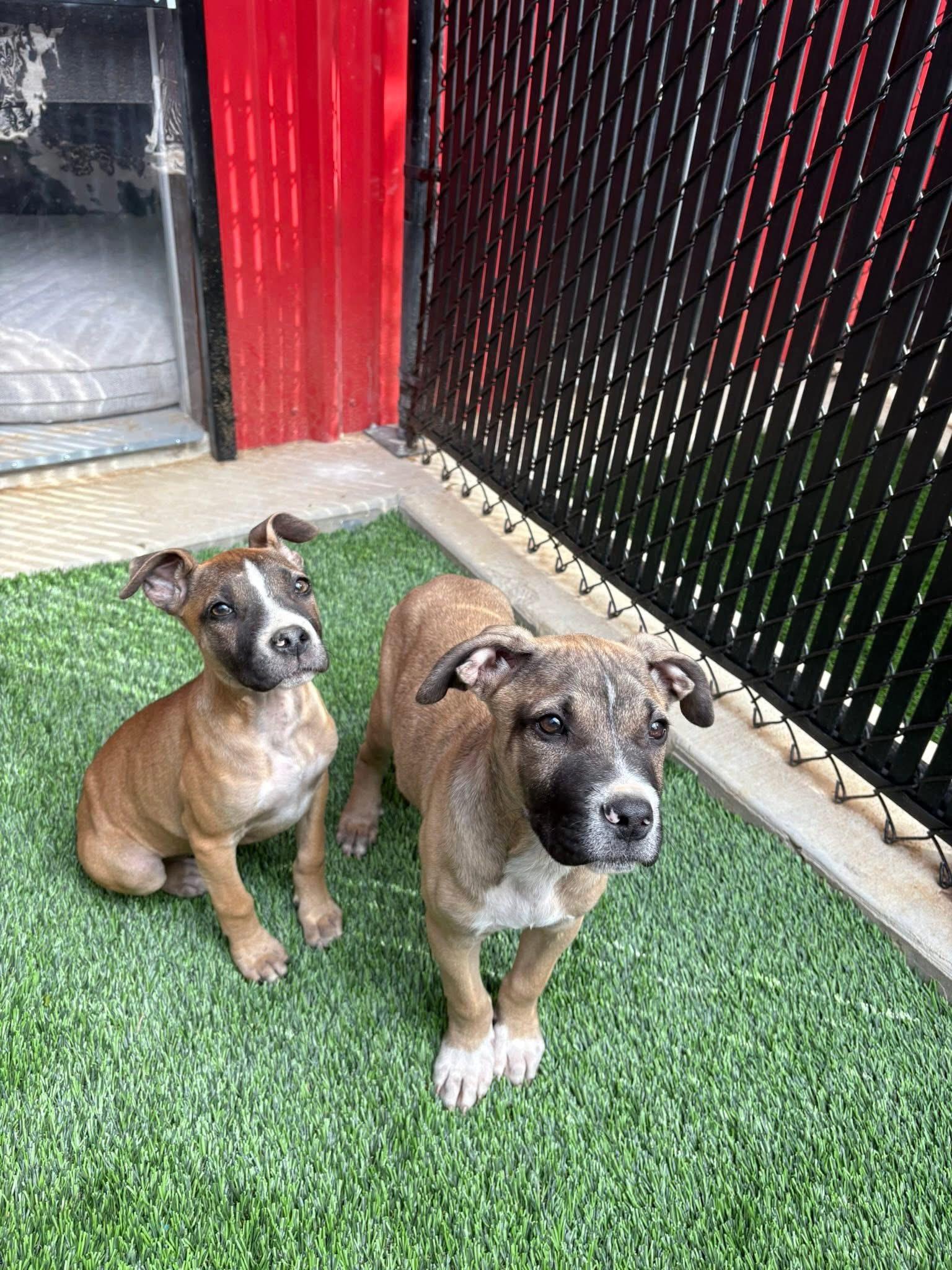 Enlarge Bo and Bella, an adopted mixed breed in Allen, TX image 2/5