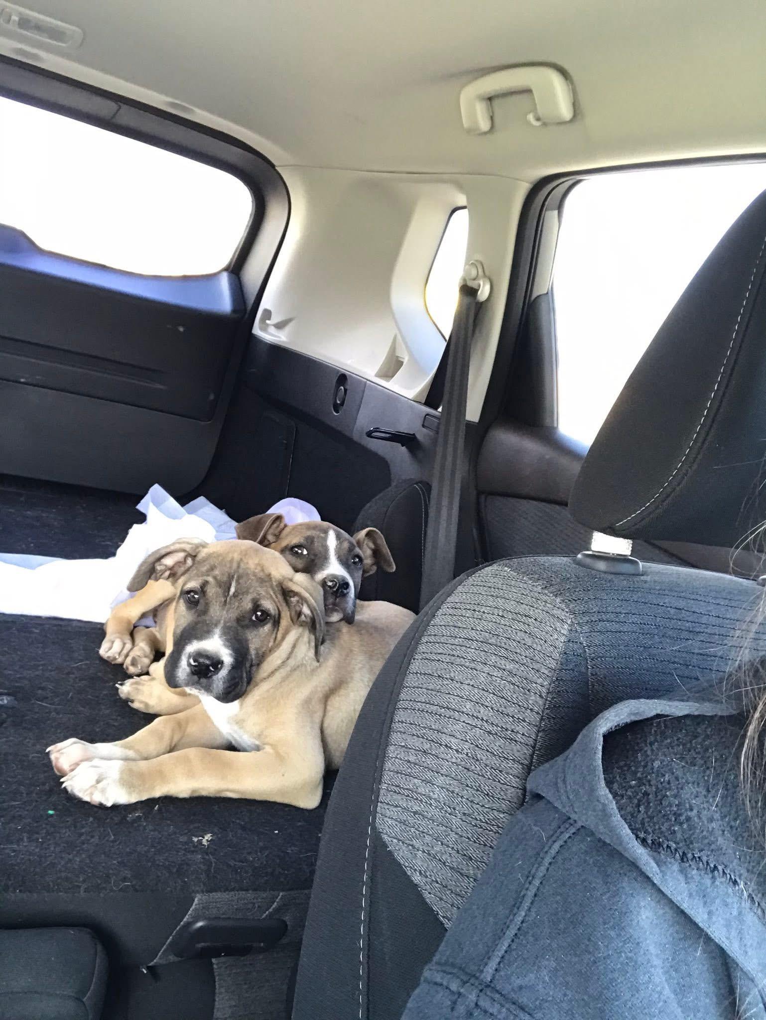 Enlarge Bo and Bella, an adopted mixed breed in Allen, TX image 5/5