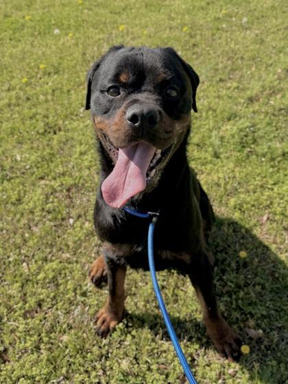 26-98 Miles, Adoptable, Adult Male Rottweiler & Mixed Breed.