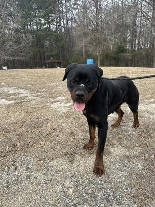 Enlarge 26-98 Miles, a Adoptable mixed breed in Barnesville, GA image 2/2